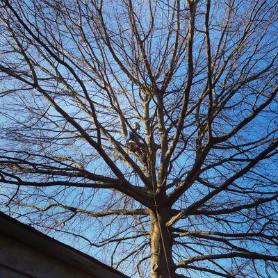 Haircut for the pin oak! Ethan is a pro!