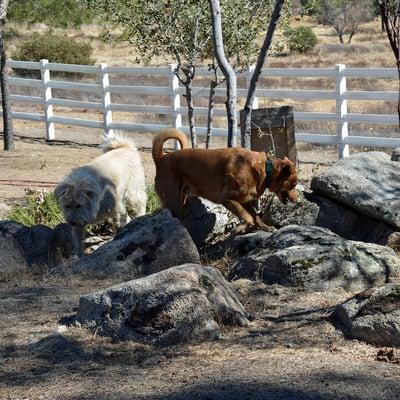 The rescue pups get to play in the fenced in acre.