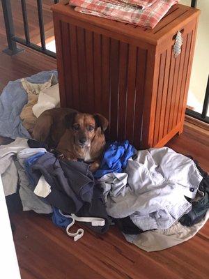 Dorothy helping with the laundry!