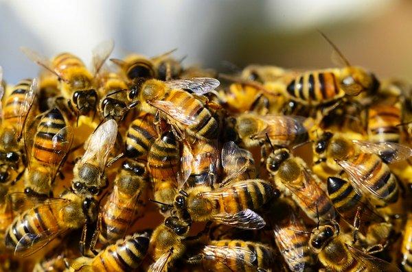 The Beekeeper Total Bee Control