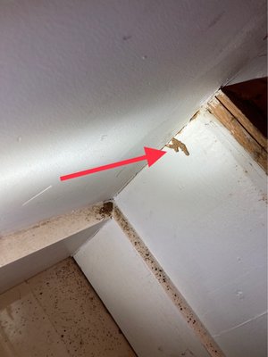 Termite mud tube coming out of basement staircase