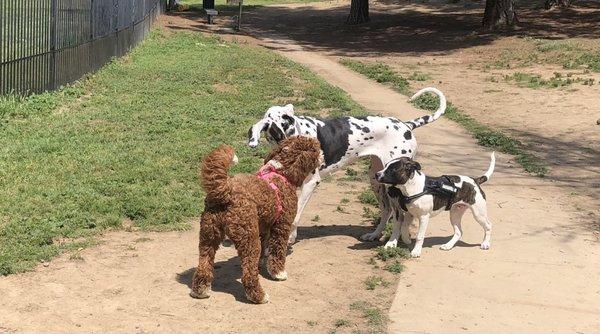 Big day at the dog park