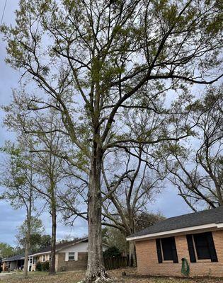 Southern Tree Surgery