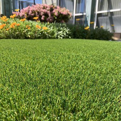 One of our popular turf products: Pacific Olive