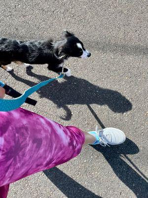 Leash manners training.