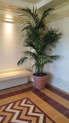 Kentia Palm in foyer.