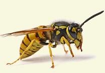 Yellow Jacket