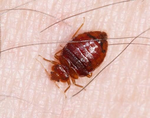 Bed Bugs can be difficult to treat. Let the experts at A.C.E., Inc put your mind at ease!