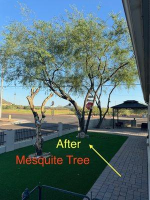 This mesquite tree in the front of our house.  This was trimmed by the Tree Galaxy LLC