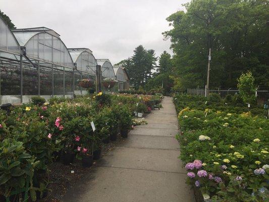 Rows and rows of healthy plants, shrubs, and beautiful flowers