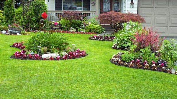 Mowed lawn created mulch islands and planted these beautiful plants.