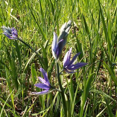 camassia quamash