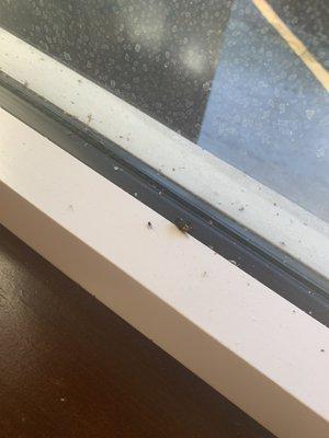 Dead bugs on the sill