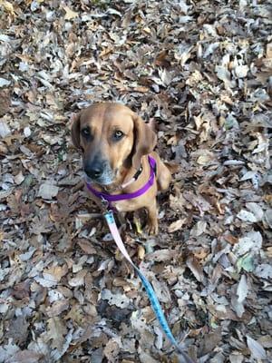 My dog crimmy loves howl to the chief! She tries to walk there on every walk we take!