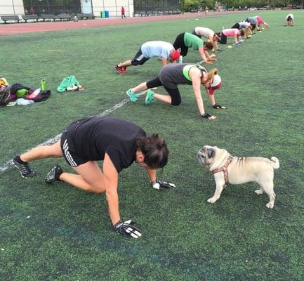 Alfred the Pug supervises the mountain climber interval