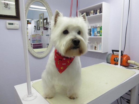 Okolona Pet Grooming