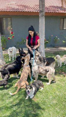 Heaven Sent K-9 Dog Training