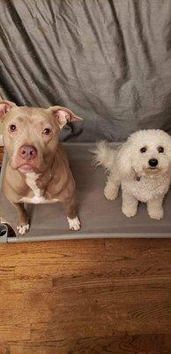 Violet and Luke holding their 'place' command together!