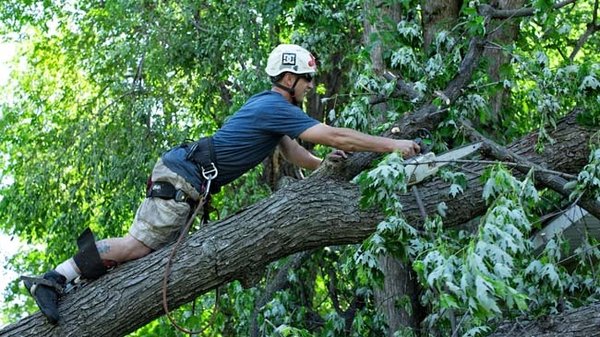 Minnesota Tree Experts