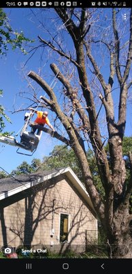 Trimming trees