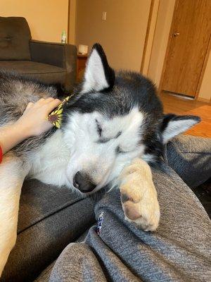 Groomed husky