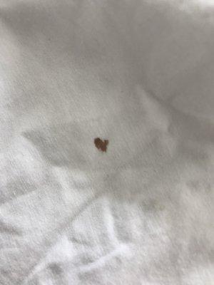 Dreaded blood spot on my pillow - turns out it wasn't bed bugs.