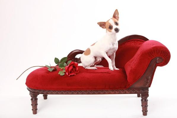 Pet photography studio in San Jose California