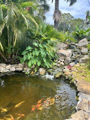 Koi pond and waterfall.