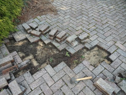 Are roots from trees pushing up your pavers we can help!!