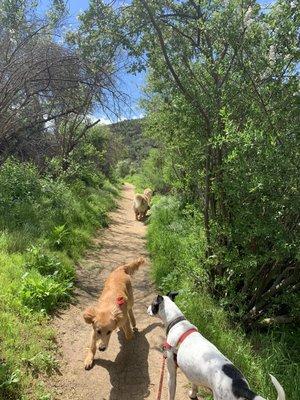 Paws On A Path