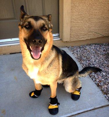 Percy ready wearing her booties ready for a hike