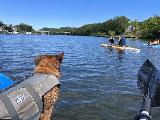 Dog Days of Summer