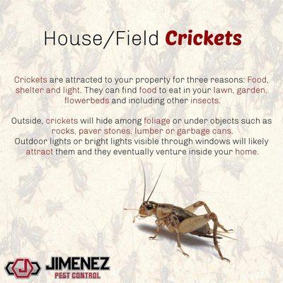 Jimenez's pest identification