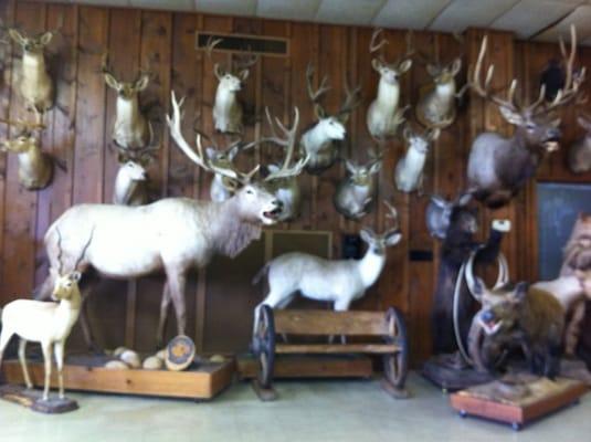 The Trophy Wall at Mikeska's Bar-B-Q