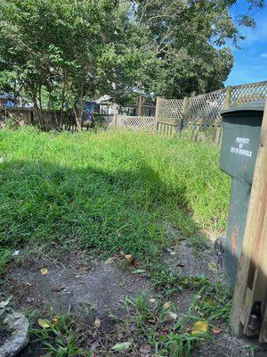 Tall Grass before clean-up