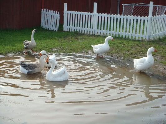 Our duck/ goose pond