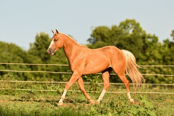 Bradshaw Equestrian Center