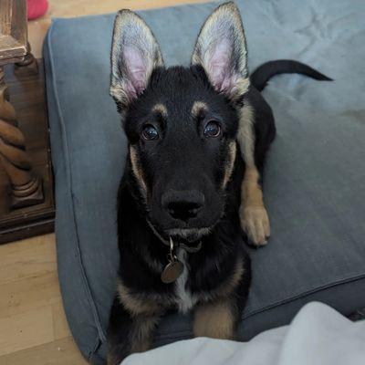 One of our puppy visitors.  We have a puppy and hospice room out of the flow of traffic.