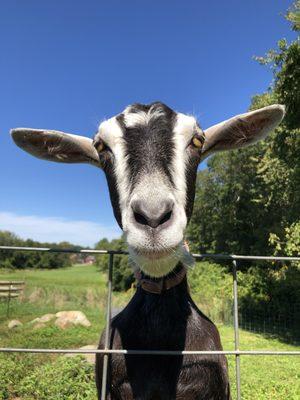 Come visit our resident goat!