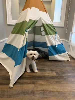 Little Pup Lounge....Daycare and boarding for small dogs.