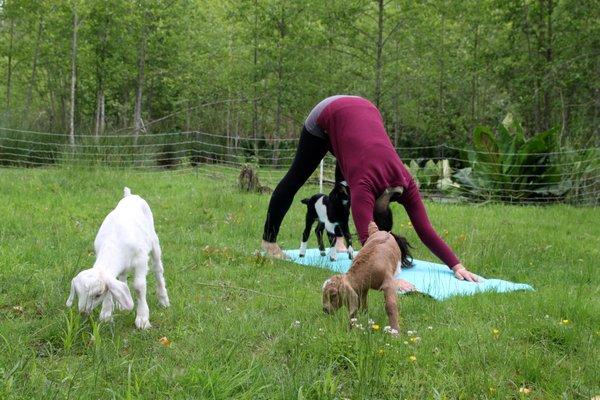 Baby Goat Yoga