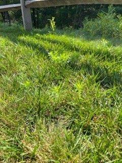 Horrible lawn maintenance. Weeds everywhere