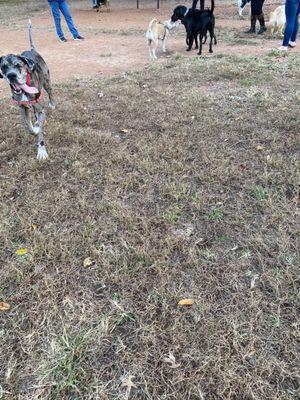 Action shot of my dog (the Great Dane) at the park!