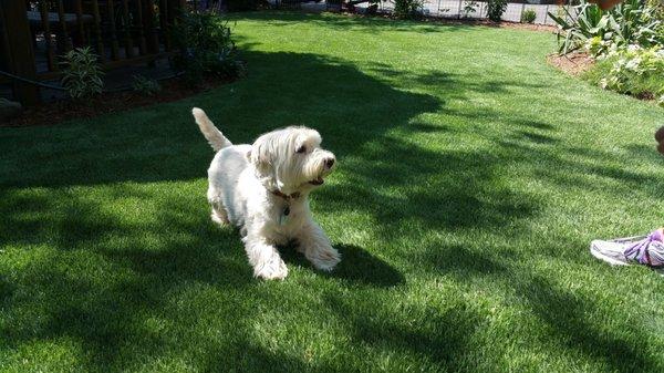 "Jake" loves his synthetic grass from TM Turfscapes!