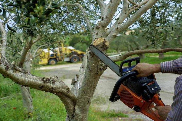 Tree Service