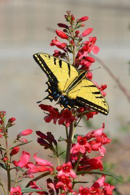 Waterwise Gardening