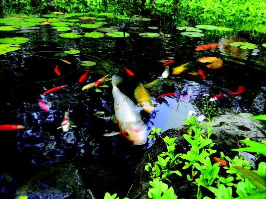 Nice view of some koi, comets, goldfish and other pond fish in their pond home.