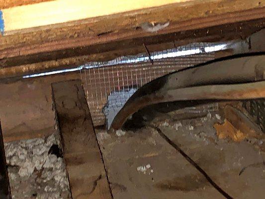 Covering gaps inside attic to eliminate access for rodents