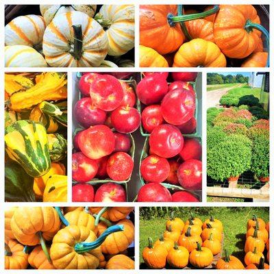 Fall Fundraiser - Fall wagon stand open daily. Living Hope Farm across from Freeman School Road Bridge, on Indian Creek Rd