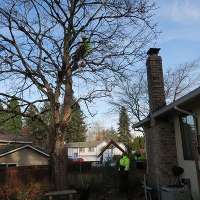 Directional pruning of a Crimson King (Acer platanoides) Maple from house and chimney.